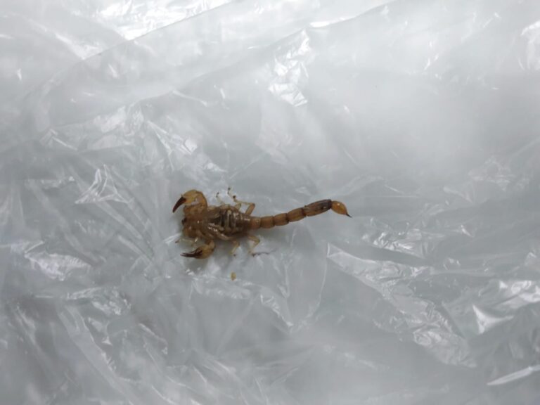 Atienden en clínica municipal de Arteaga a menor por picadura de alacrán