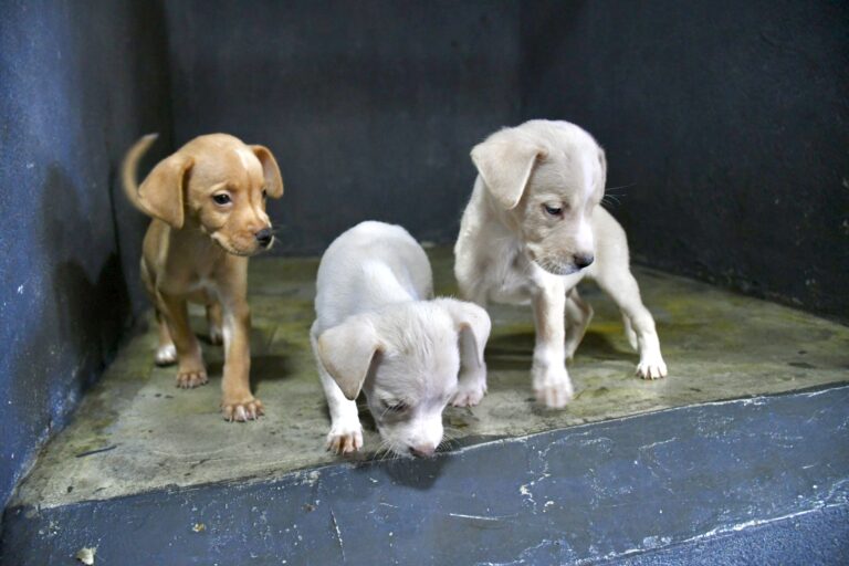 Centro “Mi Mascota” de Ramos Arizpe promueve la adopción responsable; más de 15 animales esperan un hogar