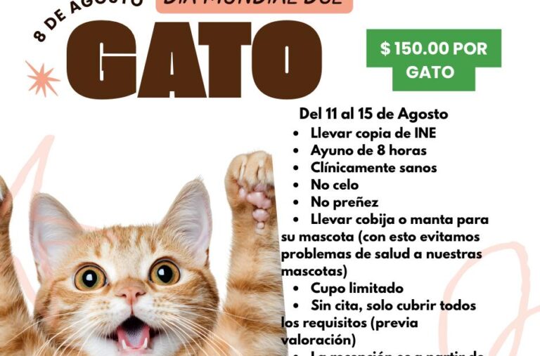 Inicia jornada especial de esterilización para gatos en el Centro de Control Canino Municipal de Torreón