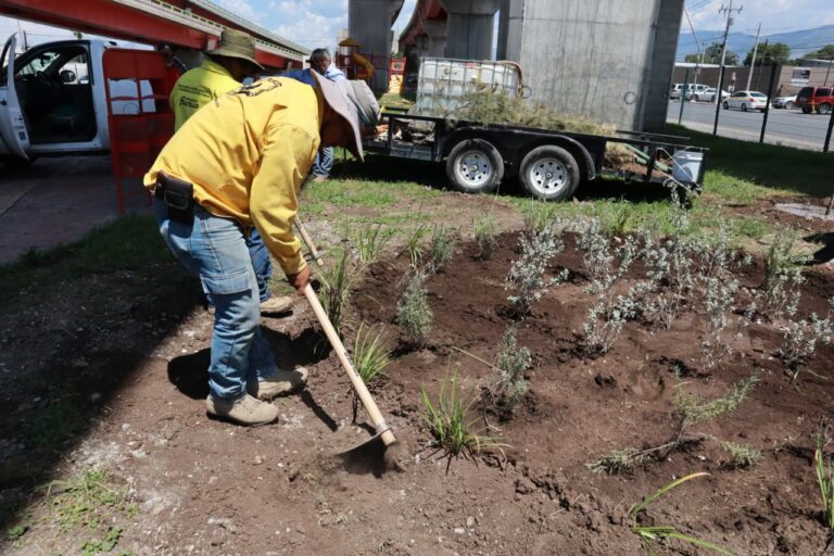 Reforesta e instala Gobierno de Saltillo jardines polinizadores en ‘El Sarape’