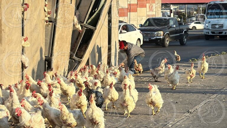 Vuelca camión con pollos en el Libramiento Óscar Flores Tapia