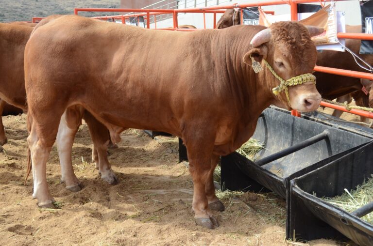 Abre AGRICULTURA ventanillas en Sonora, Durango, Coahuila y Región Lagunera para apoyar a ganaderas y ganaderos en la compra de sementales bovinos