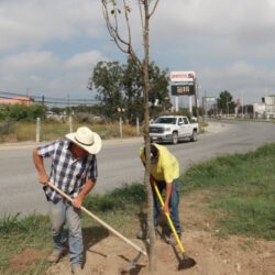 Continúan trabajos de reforestación en Saltillo