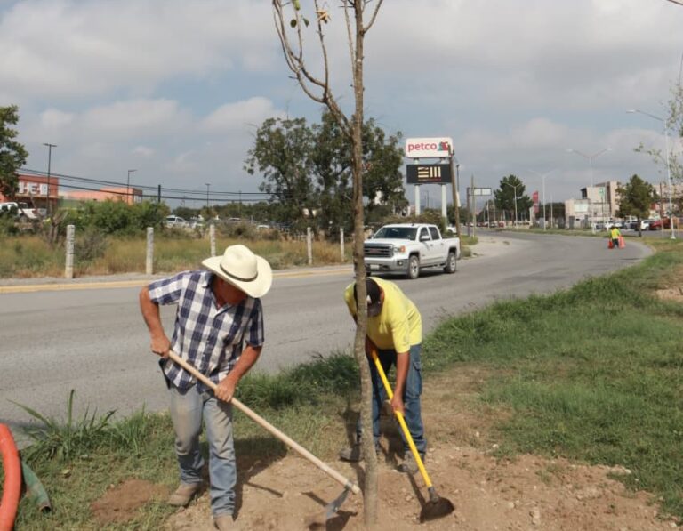 Continúan trabajos de reforestación en Saltillo