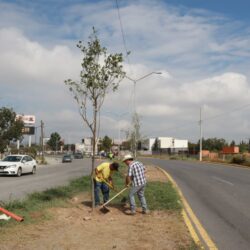 Continúan trabajos de reforestación en Saltillo1
