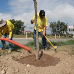 Continúan trabajos de reforestación en Saltillo2