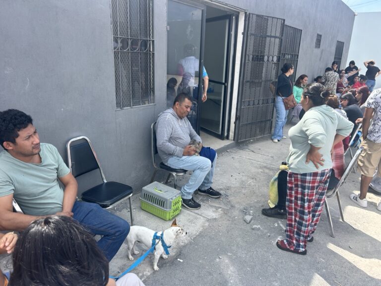 Éxito en jornada de esterilización, vacunación y desparasitación en la colonia Analco II