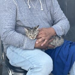 Éxito en jornada de esterilización, vacunación y desparasitación en la colonia Analco II3