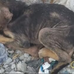 Policías municipales rescatan a mascota en estado de abandono en Ramos Arizpe