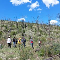 Saltillo Ecológico planta más de 10 mil árboles en la Sierra de Arteaga