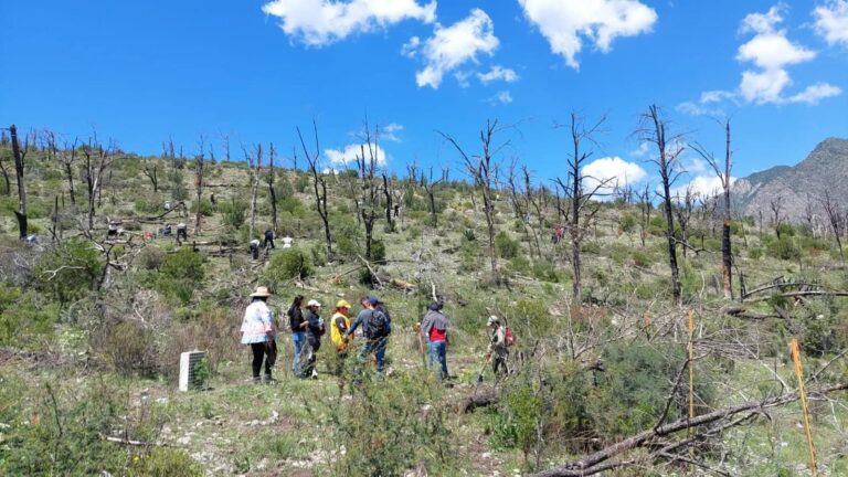 Saltillo Ecológico planta más de 10 mil árboles en la Sierra de Arteaga
