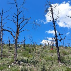 Saltillo Ecológico planta más de 10 mil árboles en la Sierra de Arteaga3