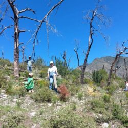 Saltillo Ecológico planta más de 10 mil árboles en la Sierra de Arteaga4