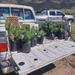 Saltillo Ecológico planta más de 10 mil árboles en la Sierra de Arteaga6