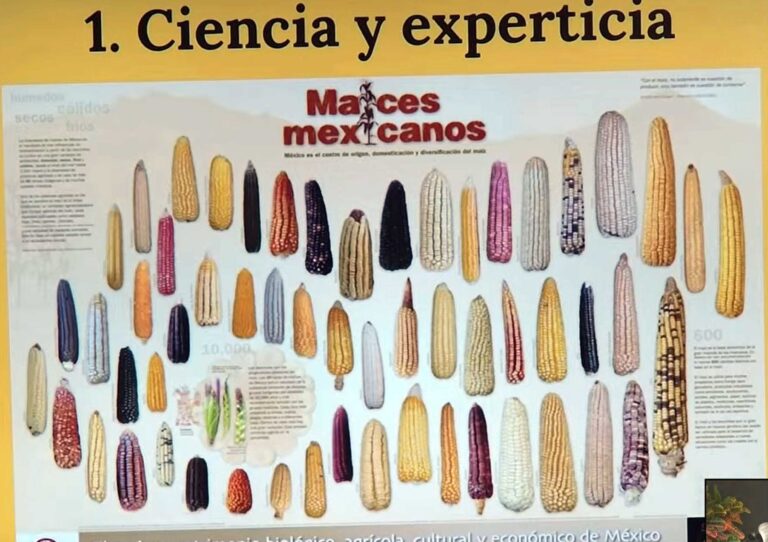 Sistema de cultivo tradicional, amenazado  por modelo agroindustrial dominante: Casas Ratia