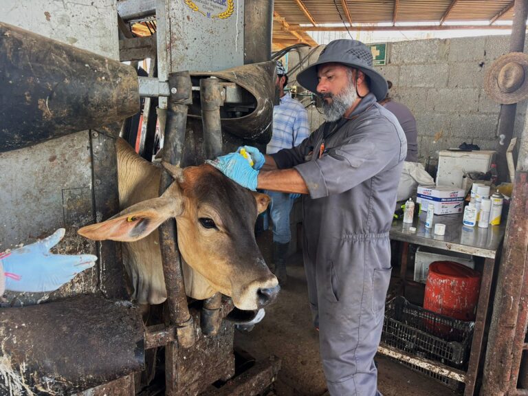 Atiende Agricultura un caso de gusano barrenador del ganado en Nuevo León