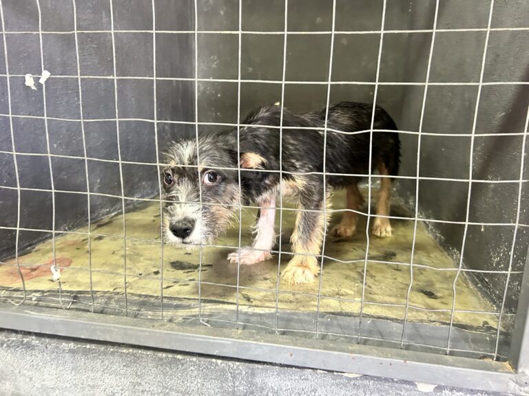  “Mi Mascota” impulsa la adopción responsable en Ramos Arizpe