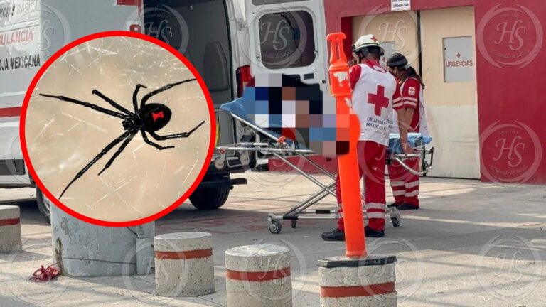 Muerde araña viuda negra a mujer en Saltillo