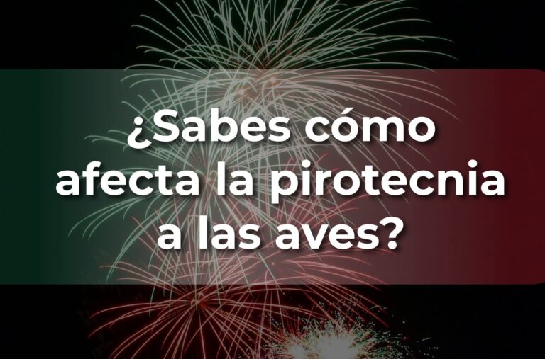 Pide MUSAVE a saltillenses evitar uso de pirotecnia en festejos patrios