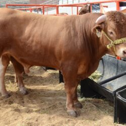 Arranca registro de solicitudes de apoyo para ganaderos de Coahuila