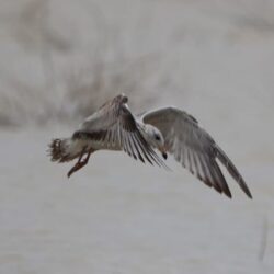 Coahuila conmemora el Día Mundial de las Aves Migratorias