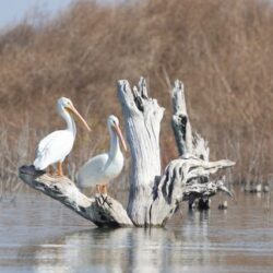 Coahuila conmemora el Día Mundial de las Aves Migratorias1