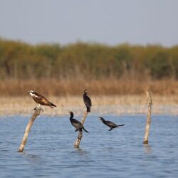 Coahuila conmemora el Día Mundial de las Aves Migratorias2