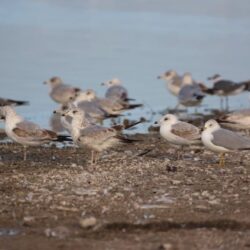 Coahuila conmemora el Día Mundial de las Aves Migratorias3