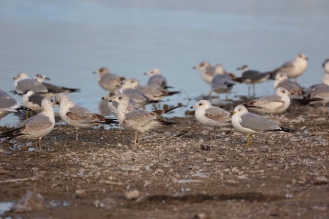 Coahuila conmemora el Día Mundial de las Aves Migratorias
