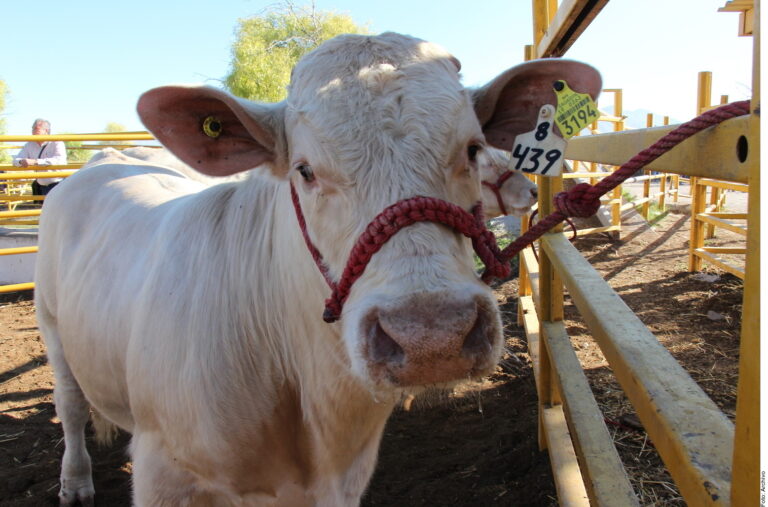 Detectan gusano barrenador en Montemorelos, Nuevo León