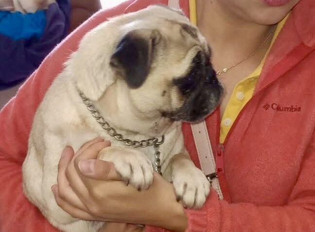 Realizan con éxito jornada de esterilización, vacunación y desparasitación en Ramos Arizpe