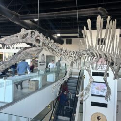 Saltillo vuelve a despegar rumbo a la CDMX; Reinician vuelos directos tras cinco años5