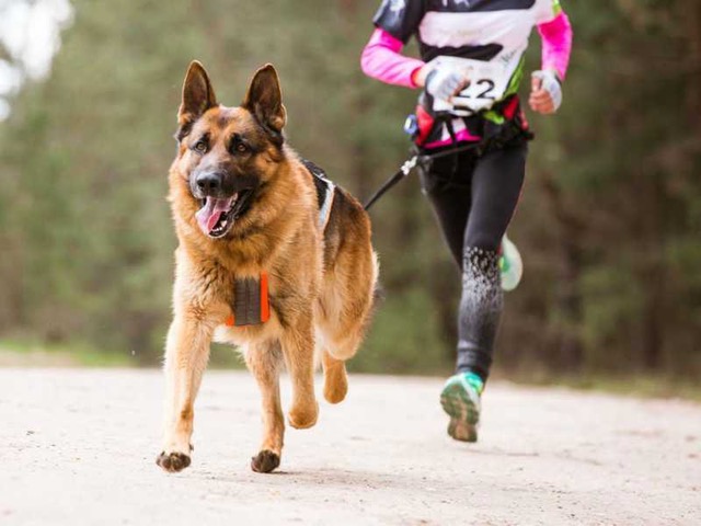 Carreras perronas y Feria de los Animales: diversión, conciencia y apoyo a los albergues