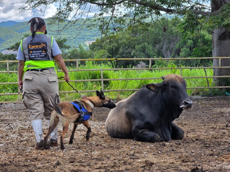 Con perros entrenados, buscan controlar plaga del gusano barrenador