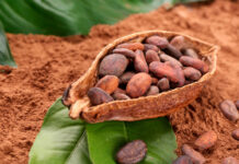 Descubren que el cacao puede proteger el sistema circulatorio de los efectos del sedentarismo