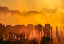 El 2025 se perfila como el segundo o tercer año más cálido en los registros