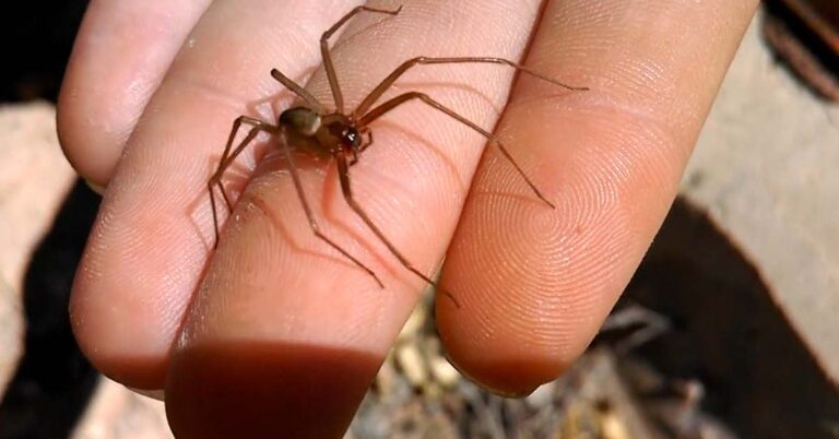 Alertan en Coahuila por ataques de animales ponzoñosos