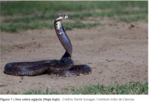 Crean antiveneno contra mordedura de las serpientes más letales de áfrica