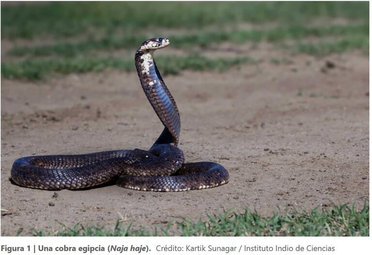 Crean antiveneno contra mordedura de las serpientes más letales de áfrica