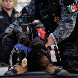 Encabeza Javier Díaz “jubilación” de dos elementos de la unidad canina7
