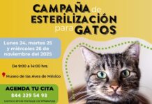 Habrá los días 24, 25 y 26 de noviembre campaña de esterilización de gatos al 2 x 1 en el MUSAVE