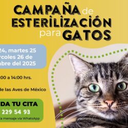 Habrá los días 24, 25 y 26 de noviembre campaña de esterilización de gatos al 2 x 1 en el MUSAVE