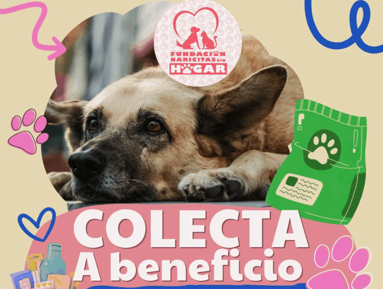 Harán en Saltillo colecta a beneficio de perros y gatos rescatados de las calles 