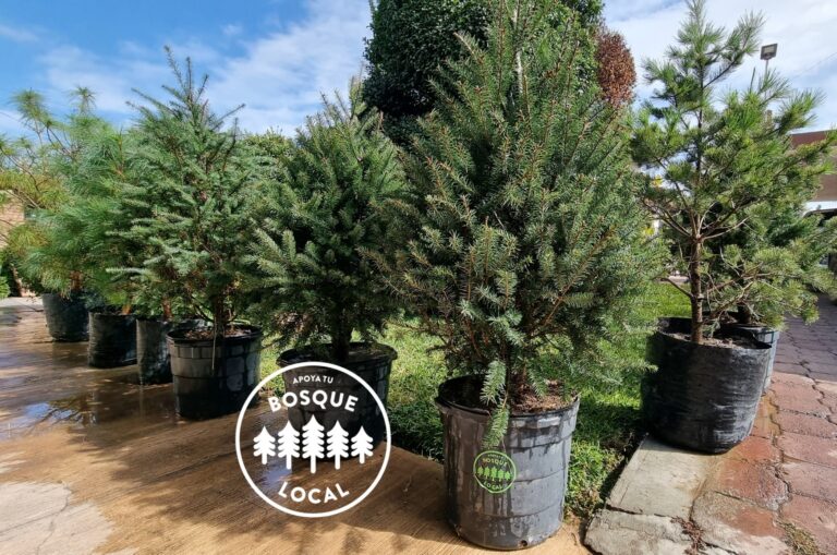 Ofrece asociación renta de árboles en maceta para disminuir tala por temporada decembrina