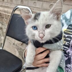 Ramos Arizpe realiza exitosa jornada gratuita de atención para mascotas1