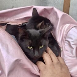 Ramos Arizpe realiza exitosa jornada gratuita de atención para mascotas2