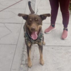 Ramos Arizpe realiza exitosa jornada gratuita de atención para mascotas4