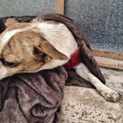 Ramos Arizpe realiza exitosa jornada gratuita de atención para mascotas5