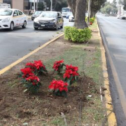 Refuerza Javier Díaz limpieza del paso peatonal en Nuevo Aurora5