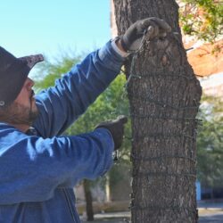 Torreón se prepara para la temporada decembrina; inicia la instalación del alumbrado navideño3